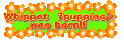 Whippet@7puppies     was born!! 